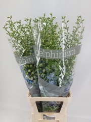 Delphinium Double Dewi Boy 110cm