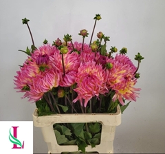 Dahlia Karma Sangria 60cm