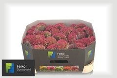 Celosia Reprise Rose 72cm