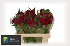 Celosia Reprise Velvet 55cm