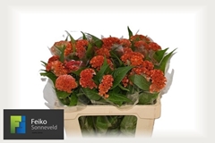 Celosia Reprise Orange 55cm