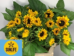 Helianthus Ziggy 80cm