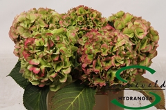 Hydrangea Verena Classic 35cm 15-17cm Hd