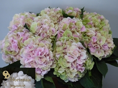 Hydrangea Verena Classic 80cm 21-23cm Hd