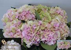 Hydrangea Verena Classic 50cm 14-16cm Hd