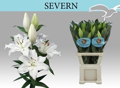 Lily Oriental Severn 100cm 4+