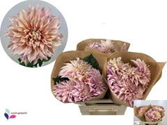 Dahlia Café Au Lait 70cm