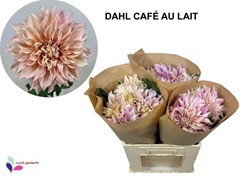 Dahlia Café Au Lait 60cm