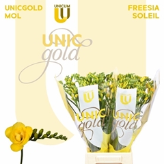 Freesia Double Soleil 50cm 20gr.