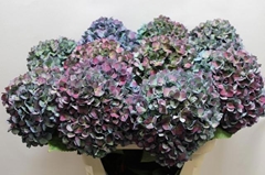 Hydrangea Pimpernel Classic 80cm 21-23cm Hd