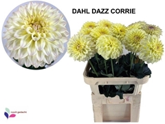 Dahlia Dazzling Corrie 80cm