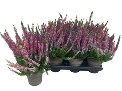 Calluna Garden Girls Trio Girls 10Ø 30cm