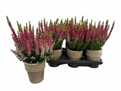 Calluna Vulgaris Beauty Ladies Sabella 10Ø 30cm