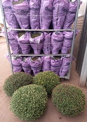 Chrysanth Mixed 19Ø 55cm