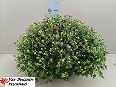 Chrysanth Jasoda Dark Pink 23Ø 35cm