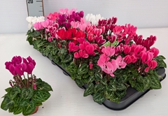 Cyclamen Super Serie Micro 6Ø 13cm