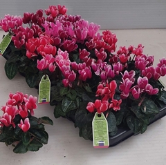 Cyclamen Smartiz Fantasia 6Ø 13cm