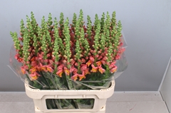 Antirrhinum Potomac Dark Orange 80cm