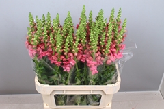 Antirrhinum Potomac Rose 80cm