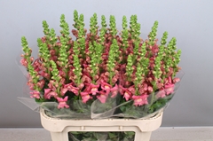 Antirrhinum Avignon Cherry Rose 80cm