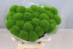 Dianthus Barb Kiwi Mellow Cool 60cm