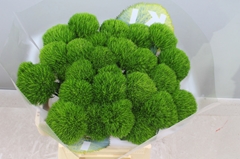 Dianthus Barb Kiwi Mellow Cool 55cm