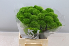 Dianthus Barb Kiwi Mellow Cool 45cm