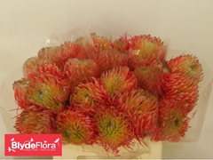 Leucospermum Ito 40cm