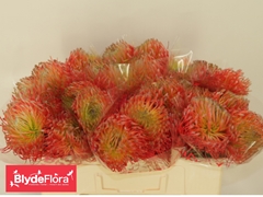 Leucospermum Ito 50cm