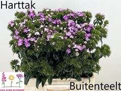 Dianthus Barb Rose Magic 55cm