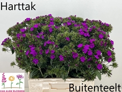 Dianthus Barb Neon Purple 55cm