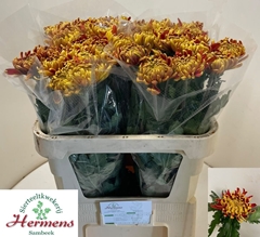 Chrysanth Single Tom Pearce 75cm 110gr.