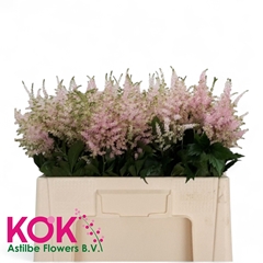 Astilbe Europa 55cm
