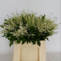 Astilbe Washington 45cm