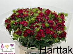 Dianthus Barb Sweet Will Red 55cm