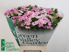 Dianthus Barb Rose Magic 60cm