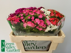 Dianthus Barb Sweet William Mix 45cm
