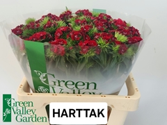 Dianthus Barb Sweet Will Red 56cm