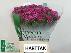 Dianthus Barb Sweet Will Magenta Bicolour 58cm