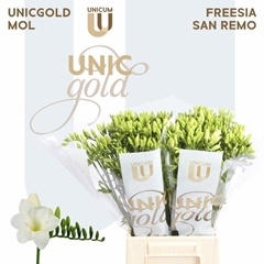 Freesia Single Diamond River 50cm 20gr.