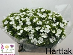 Dianthus Barb Sweet Will White 60cm