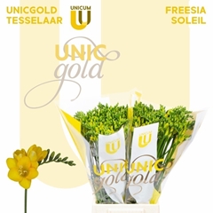 Freesia Double Soleil 50cm 20gr.