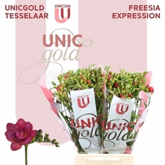 Freesia Double Expression 50cm 25gr.