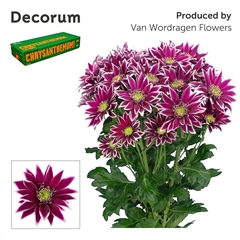 Chrysanth Spray Bolte 70cm 80gr.