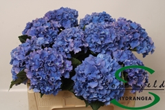 Hydrangea Royal Parade 50cm 12-14cm Hd