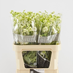 Delphinium Double Centurion White 70cm