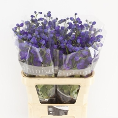 Delphinium Double Delphi's Jewel 80cm