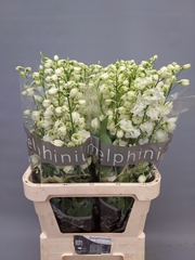 Delphinium Double Centurion White 90cm