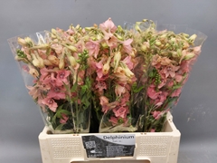 Delphinium Single Pink Sensation 60cm