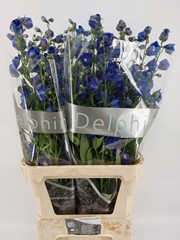 Delphinium Double Delphi's Blue Emerald 80cm